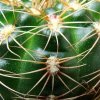 Gymnocalycium_ mesopotamicum_ P124 'Spiral Bound' 03